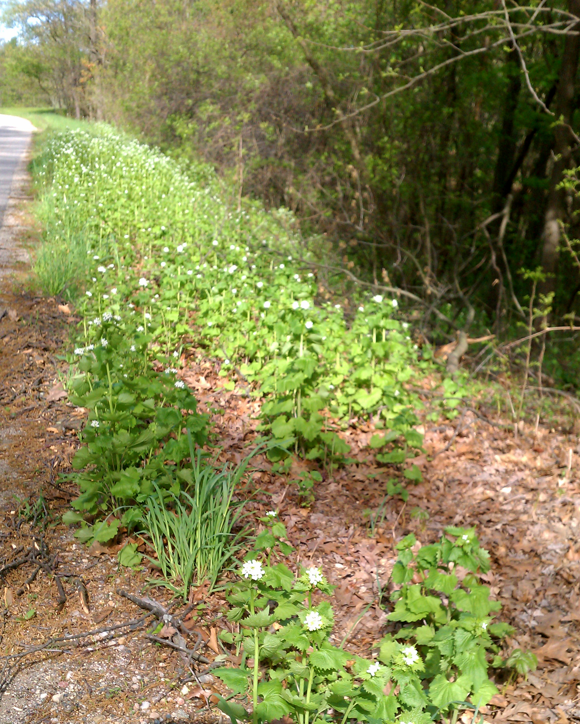 Garlic mustard along road